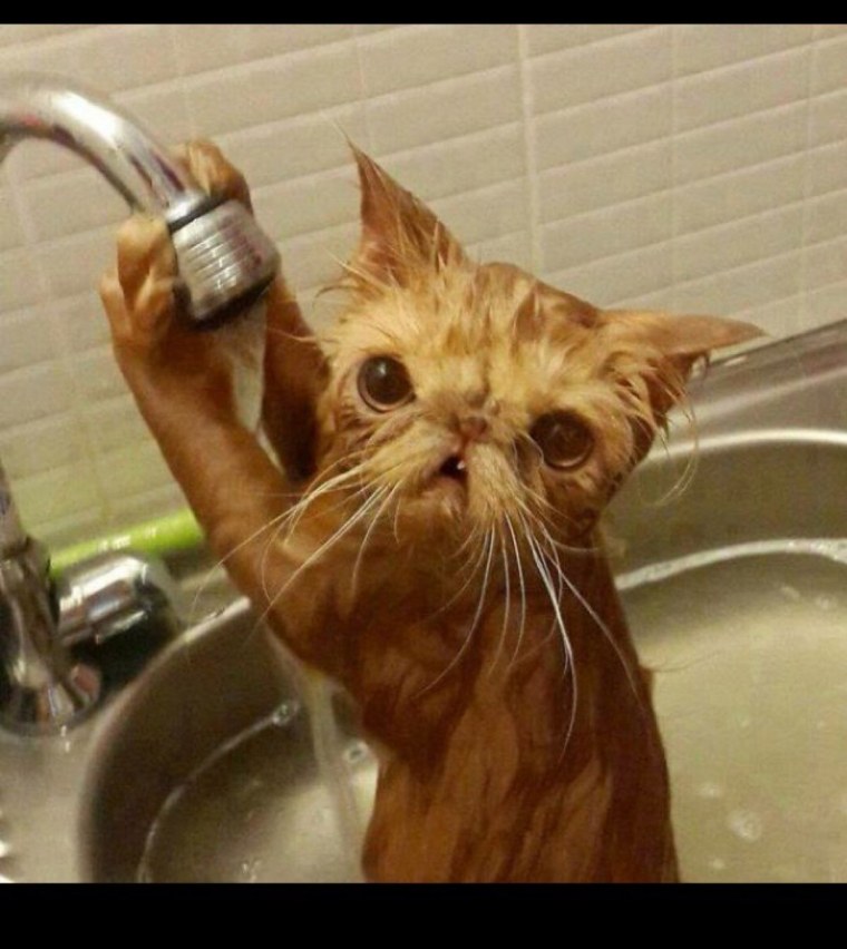 Приколы с котами