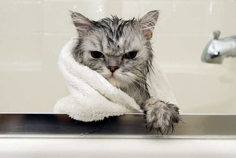 Мокрая кошка