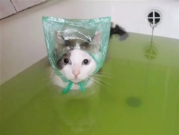Шапочка для купания кота