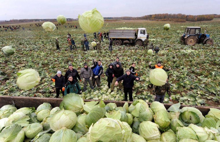 Сбор овощей на полях
