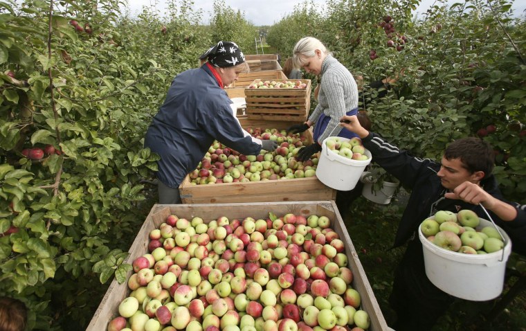 Сбор овощей и фруктов