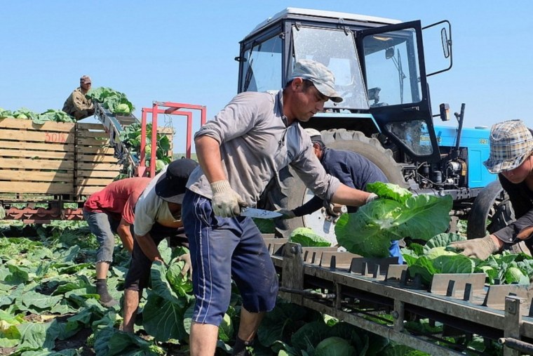 Уборка урожая овощей