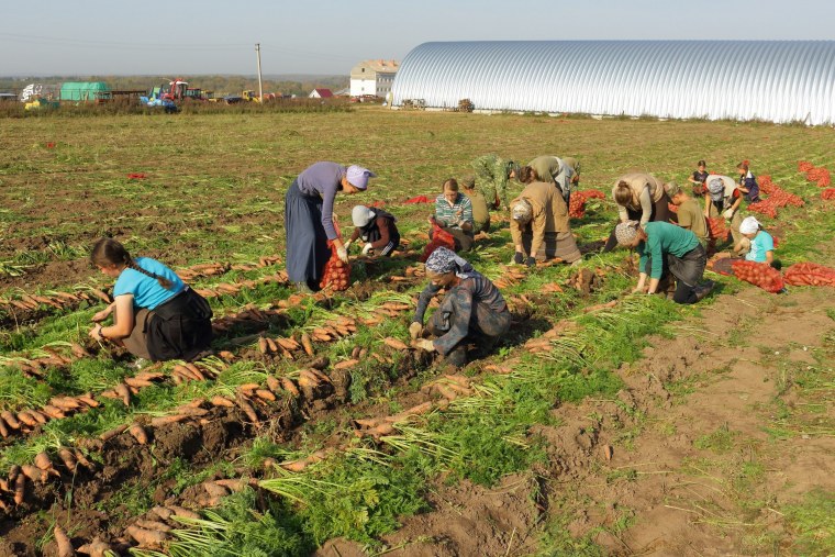 Сбор урожая овощей