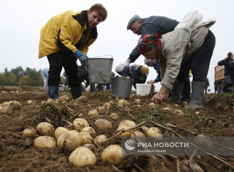 Сбор картошки