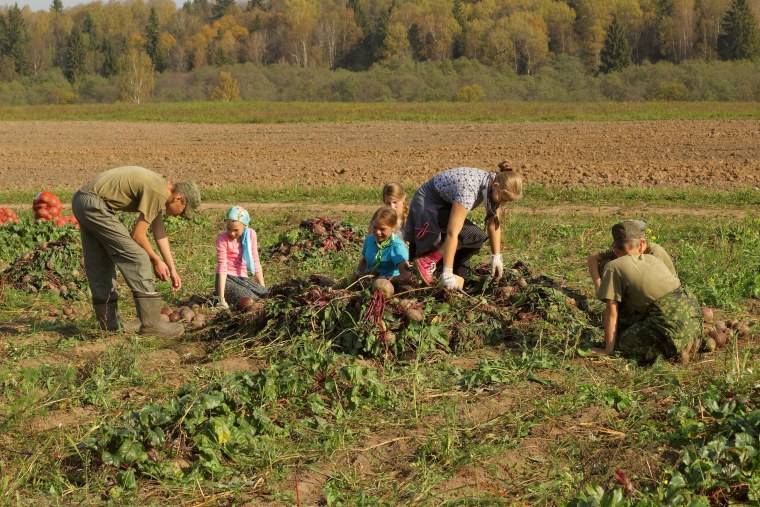 Сбор урожая осенью