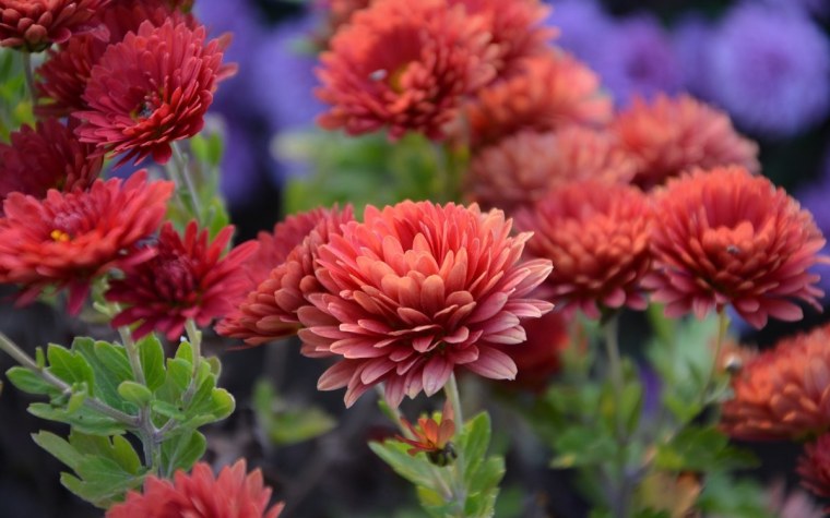 Обои на телефон осень