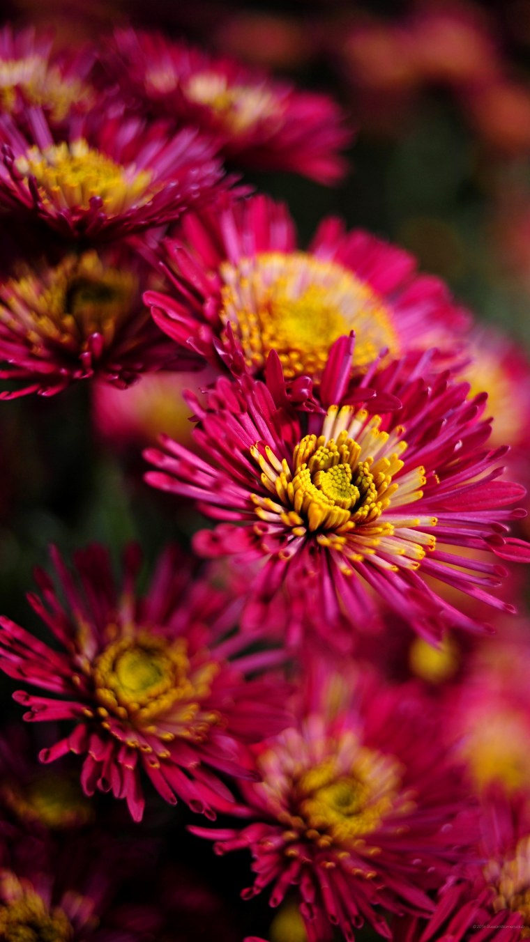 Разноцветные осенние цветы