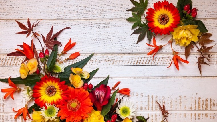 Хризантема оранжевая Ромашка