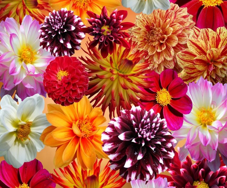 Цветы учителю