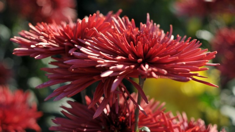 Композиции с осенними ягодами