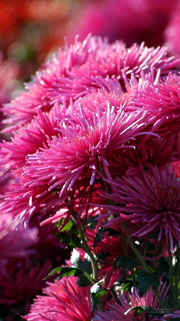 Обои на рабочий стол осенние цветы