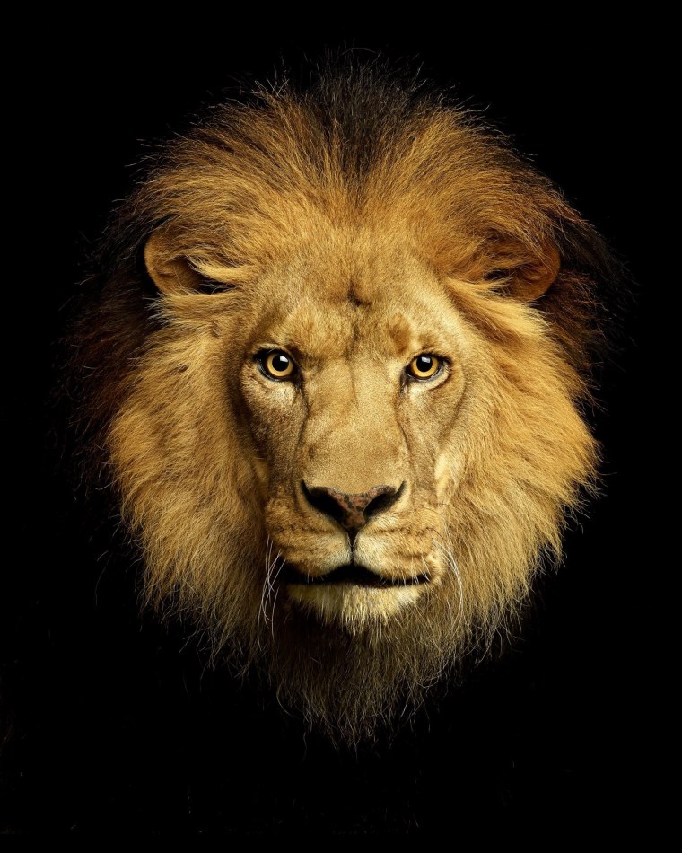 Морда Льва