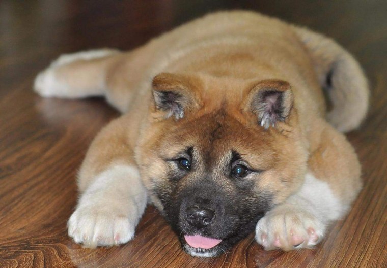 Порода Акита ину американская