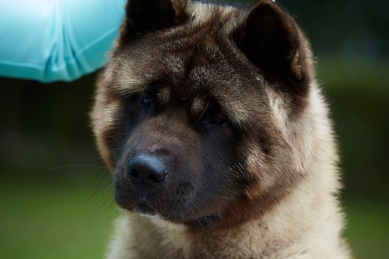 Американская Акита щенки