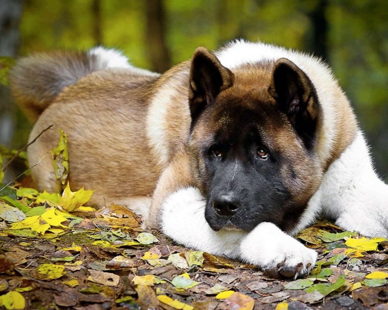 Собака американская Акита