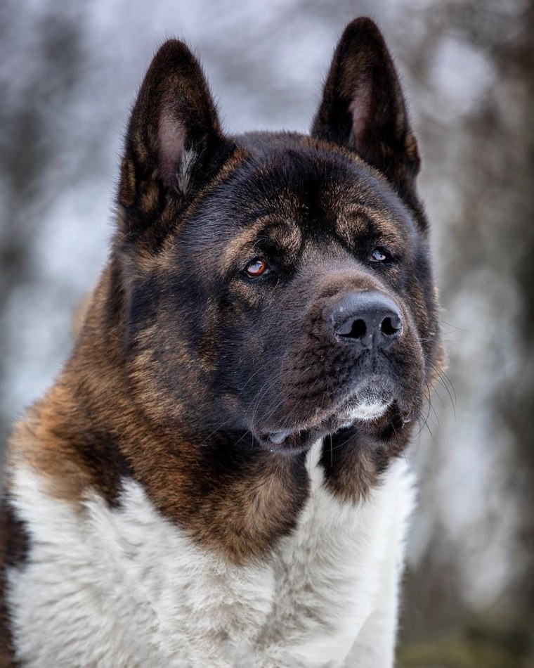 Американский Акито ино