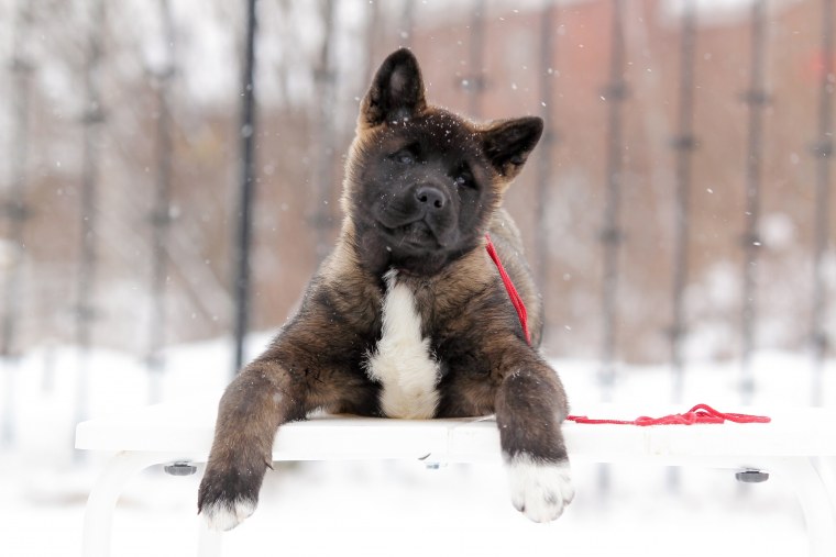 Собака американская Акита