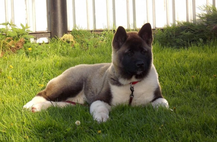 Американский акитоину