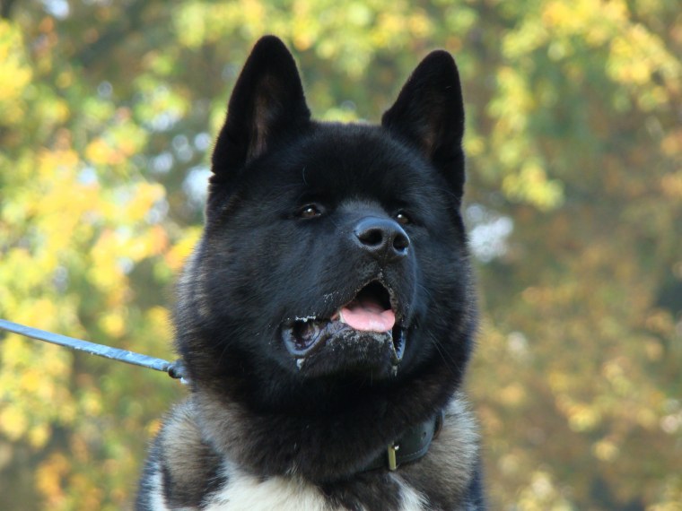 Американская Акита щенки