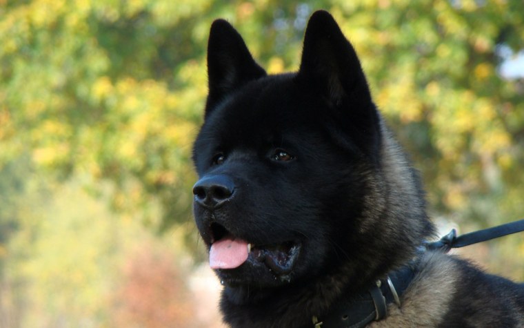 Акита-ину американская черная