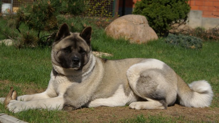 Американская окитаину