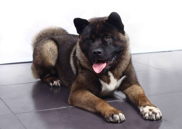 Акита-ину американская черная