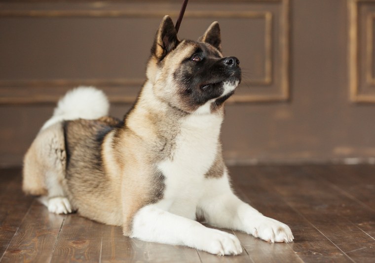 Американская Акита окрасы