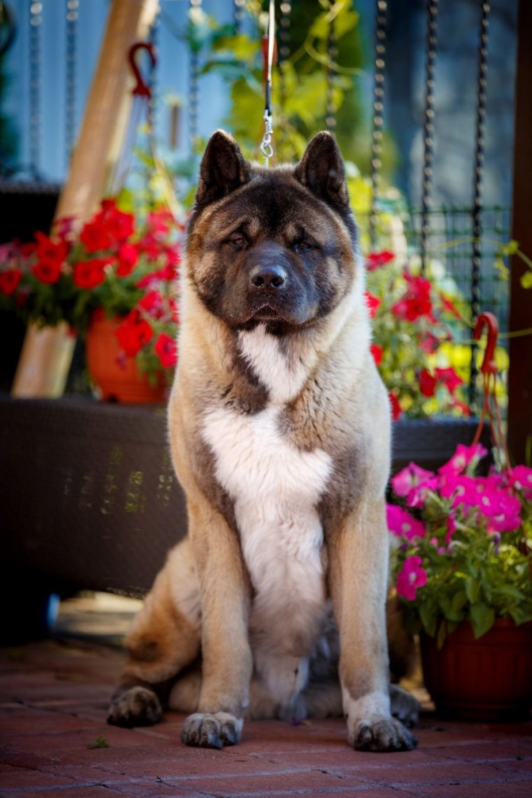 Американская Акита длинношерстная