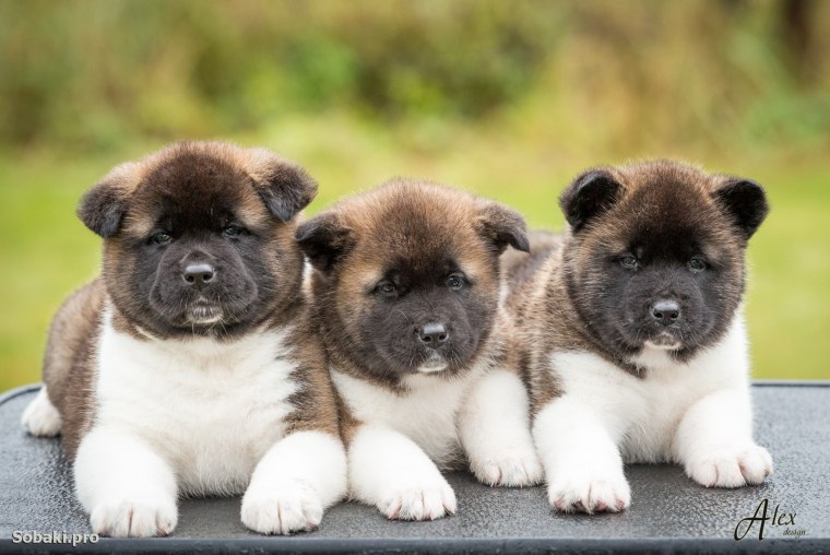 Собака американская Акита