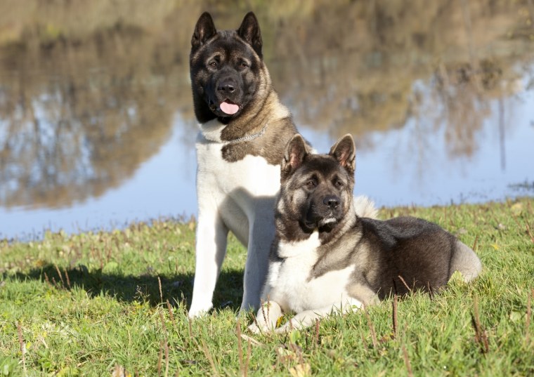 Порода американская Акита