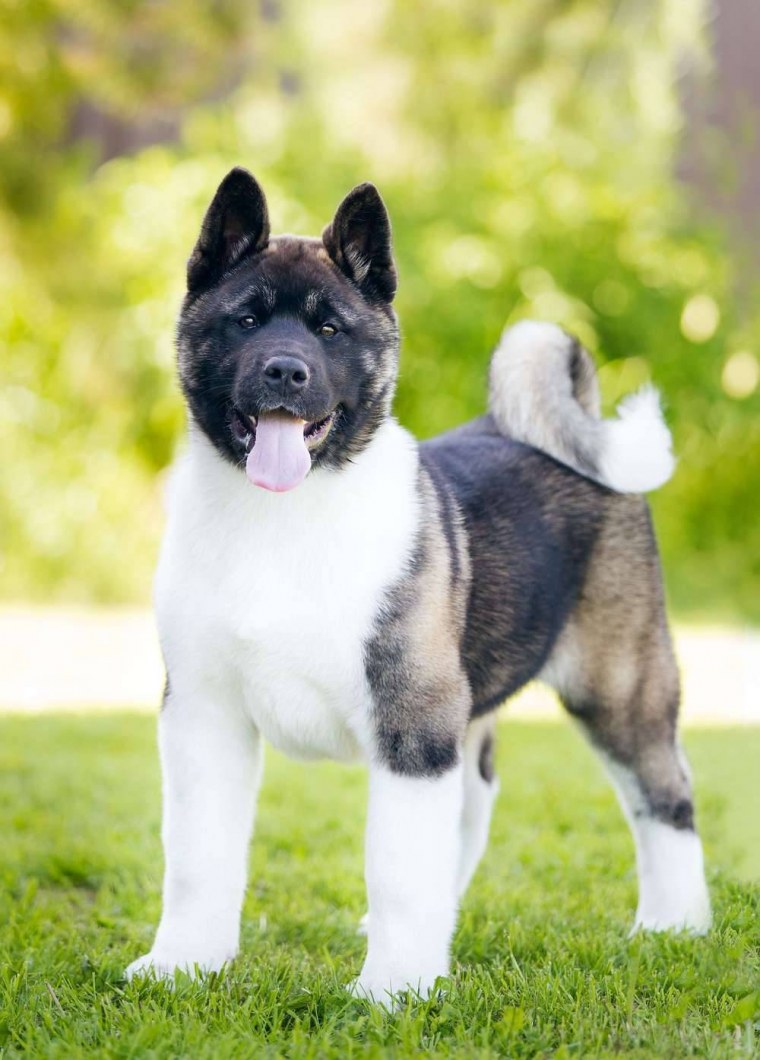 Амереканская Акито ину