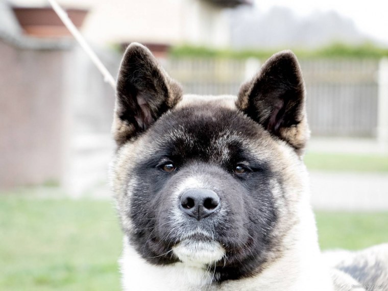 Акита-ину американская черная