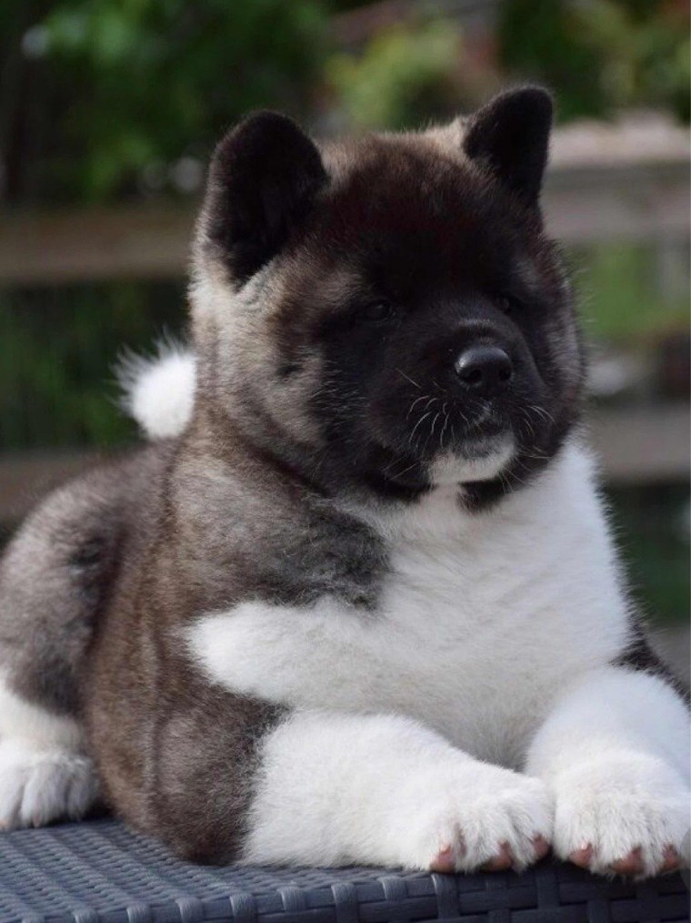 Американская Акита длинношерстная