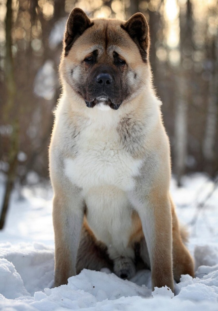 Американская аки о ино