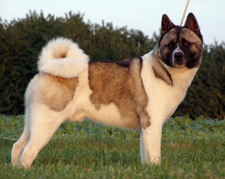 Большая японская собака американская Акита