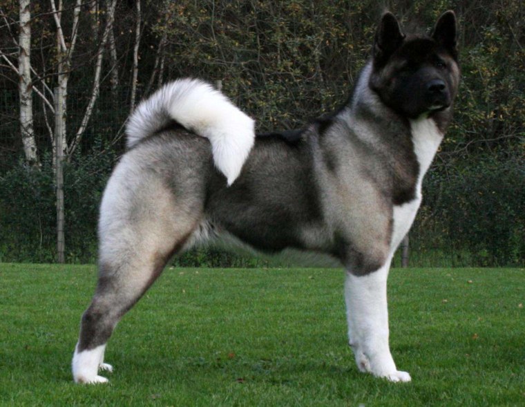 Американский Акито ину