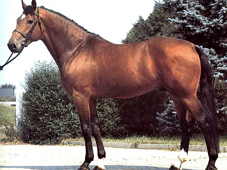 Австрийская полукровная лошадь