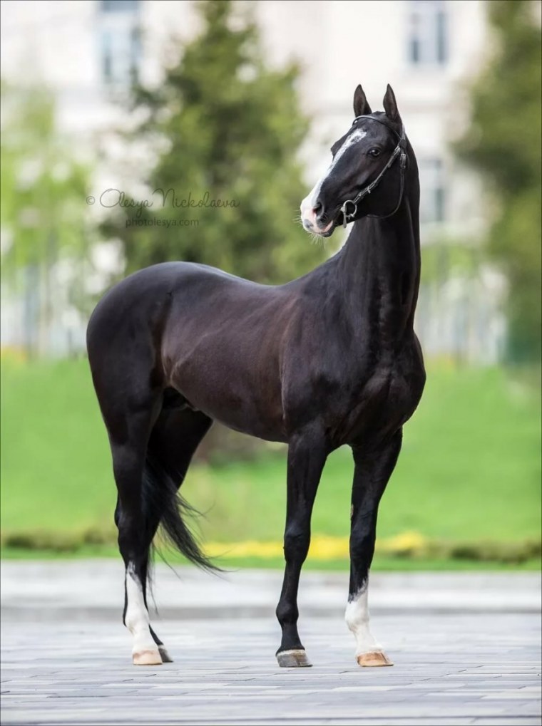 Ахалтекинская лошадь караковой масти