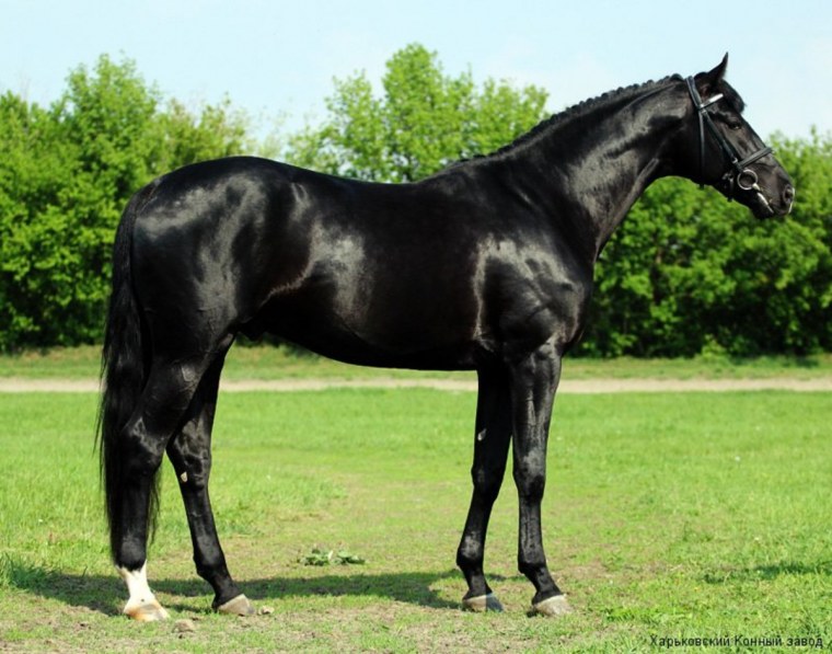 Украинская верховая порода Сабино