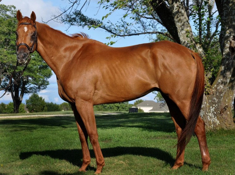 Лошадь в полный рост