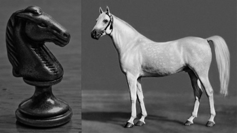 Рост арабской лошади