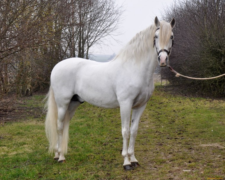 Стоящая белая лошадь