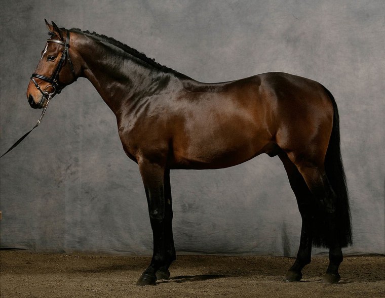 Английская Скаковая лошадь