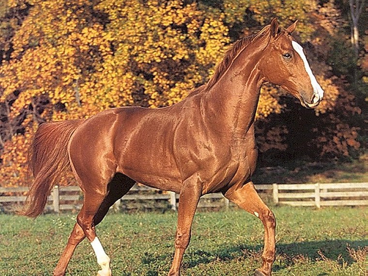 Светло рыжая масть лошади