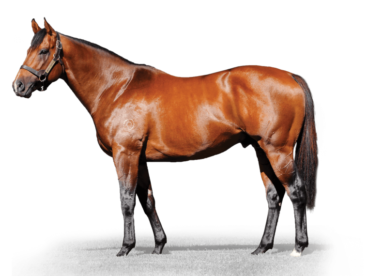 Лошадь в профиль