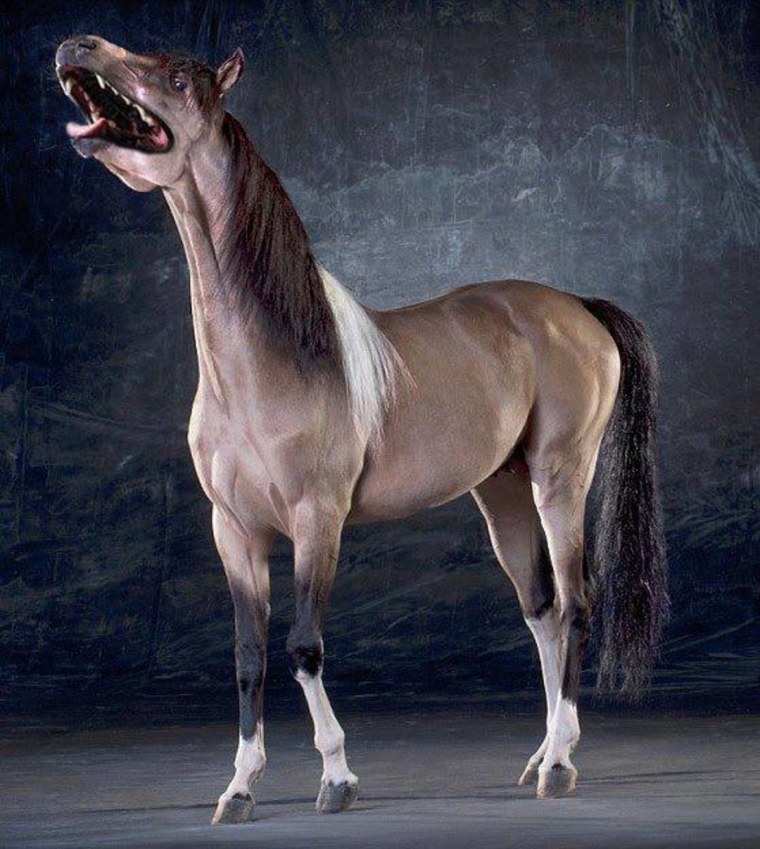 Странные лошади