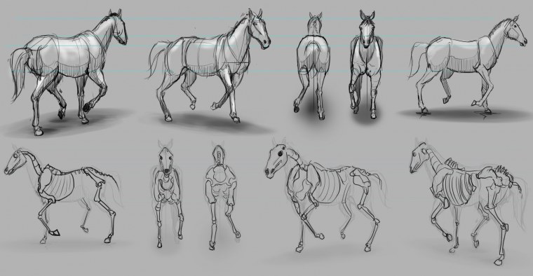 Лошадь спереди референс