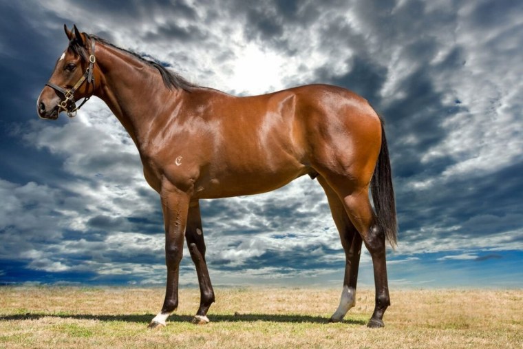 Лошадь боком