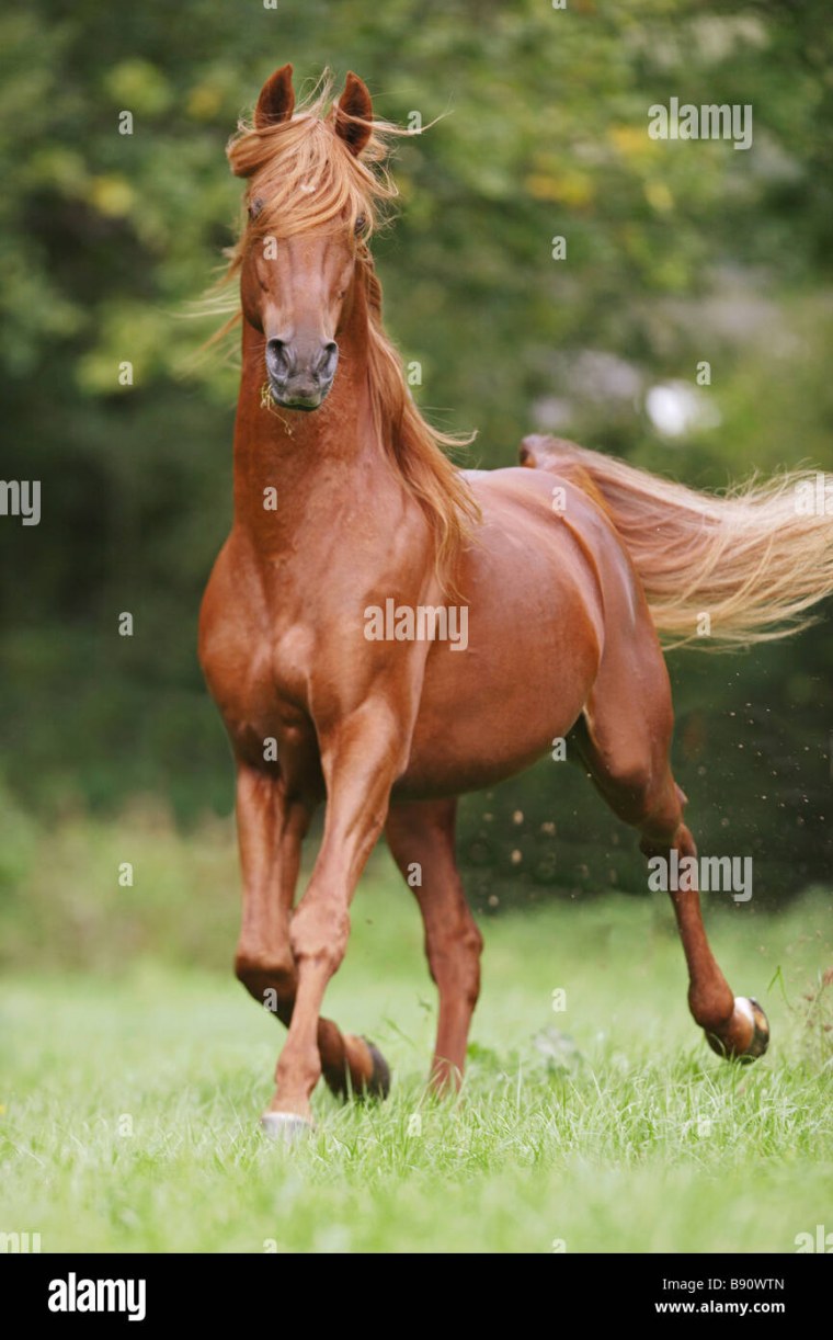 Лошадь в анфас в полный рост