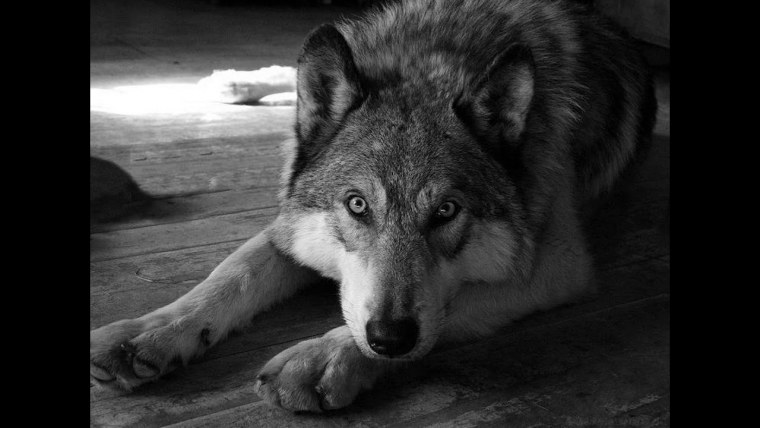 Белая волчица